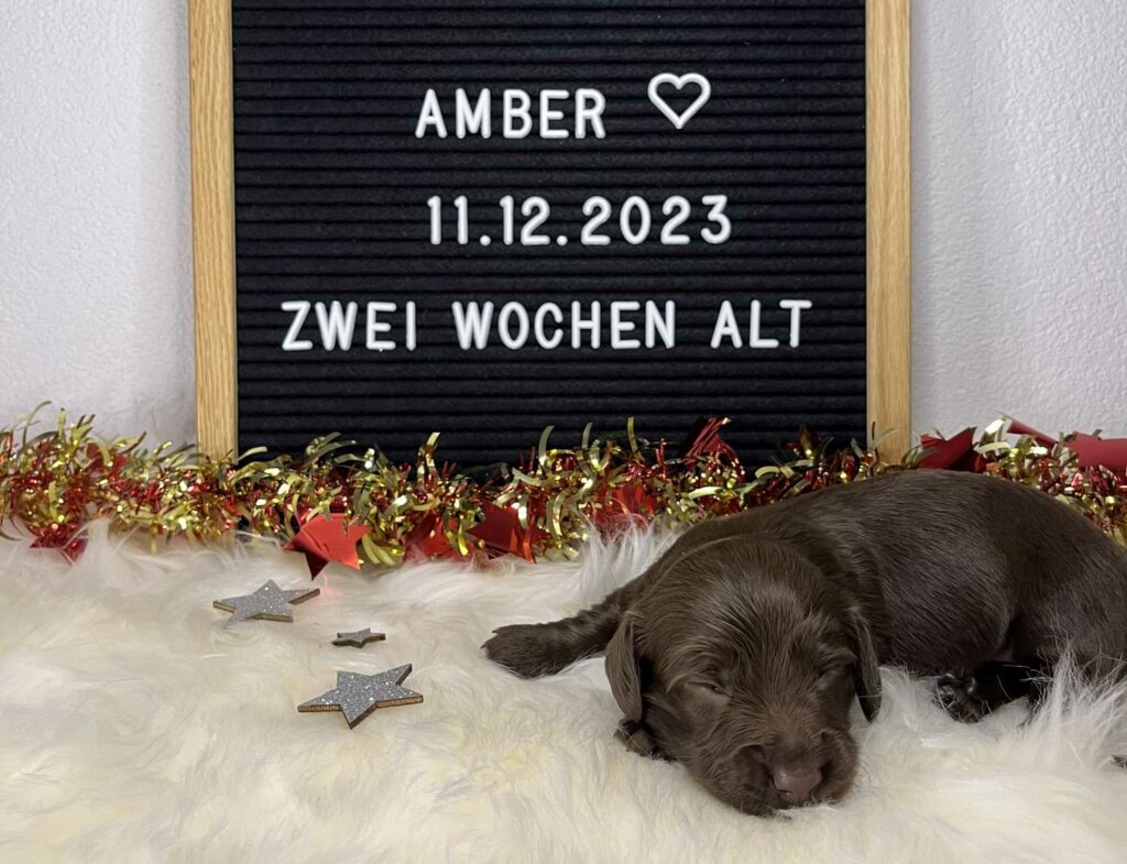 Zwergdackel Welpe Amber - zwei Wochen alt