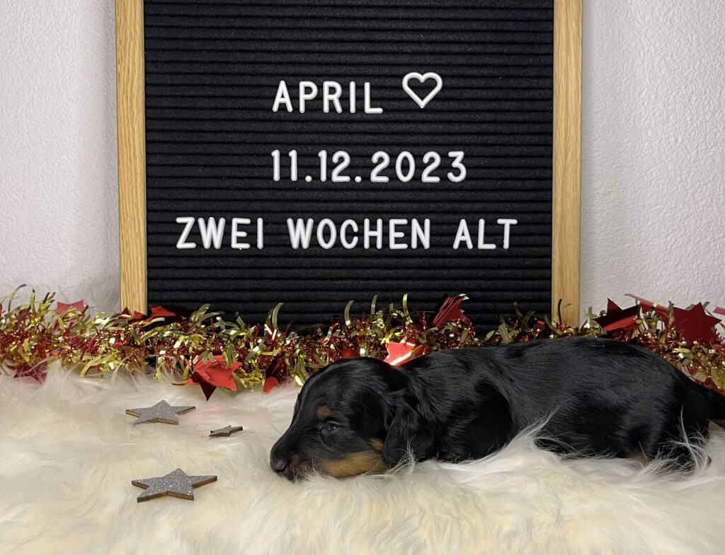 Zwergdackel Welpe April - zwei Wochen alt